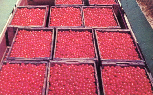Door County Cherries - Carey's Emporium