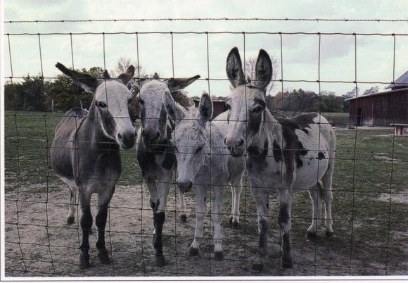 Four Hoosiers, IN - Carey's Emporium