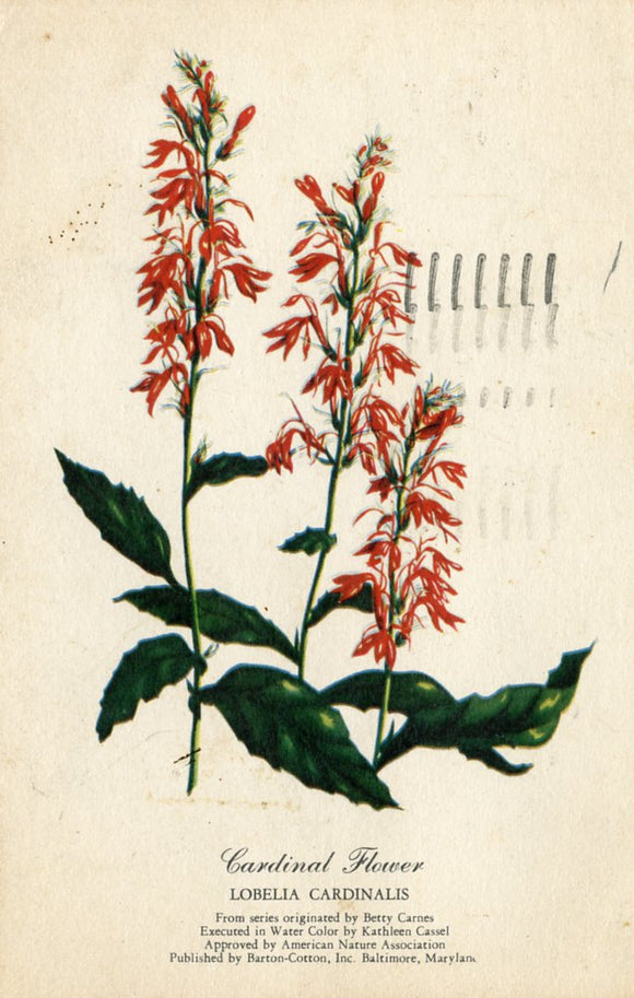 Cardinal Flower, Lobella Cardinalis