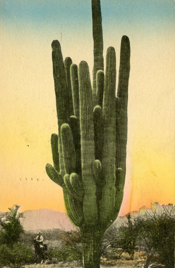 Giant Cactus