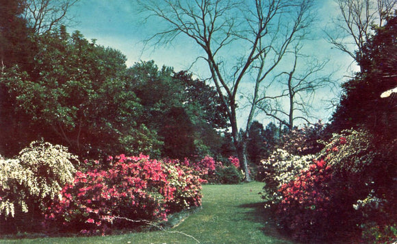 Scene in one of Mobile's many Azalea gardens, Mobile, AL