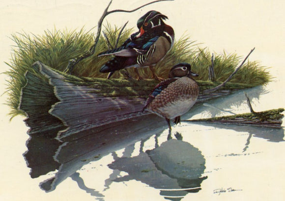 Sloan, Richard. Wood Duck
