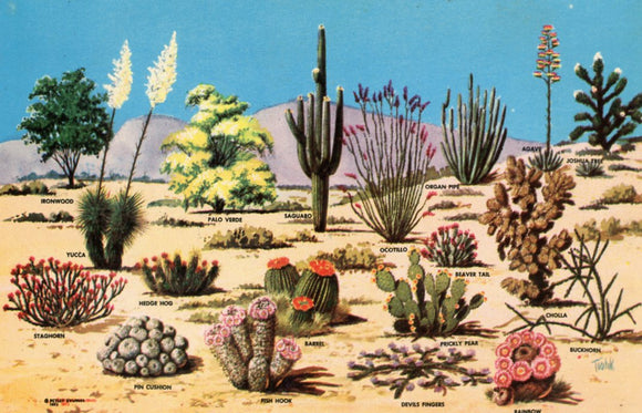 Cacti and Desert Flora of the Great Southwest