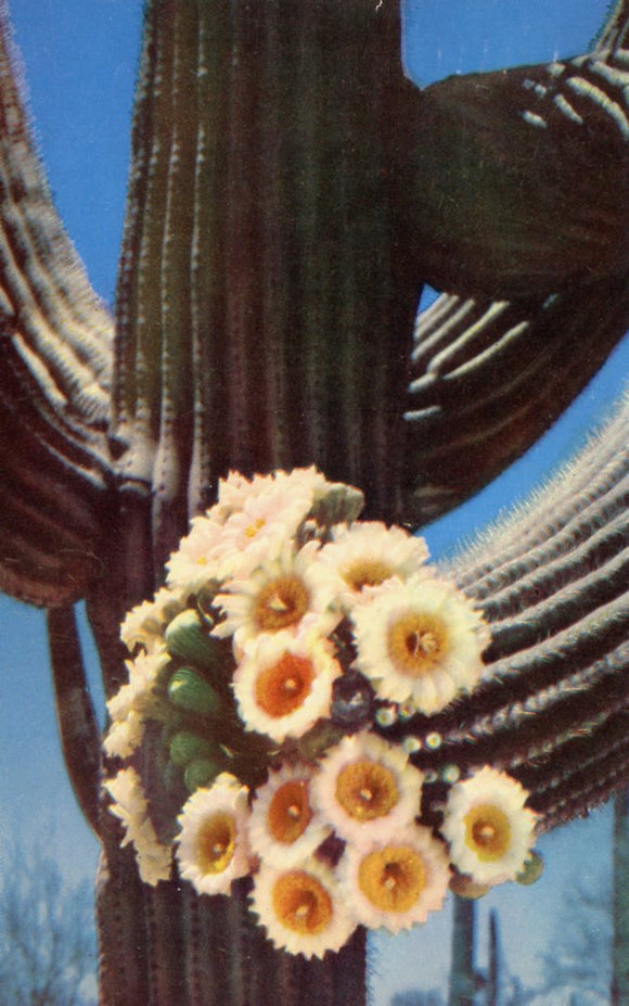 Saguaro Blossoms