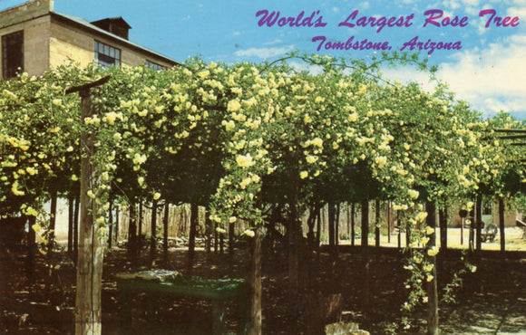 World's Largest Rose Tree, Tombstone, AZ