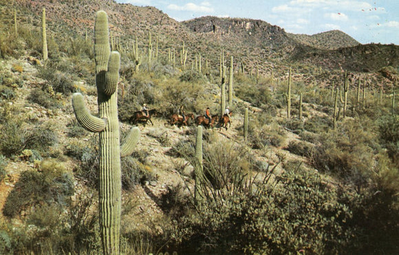 Arizona Mountain Trails