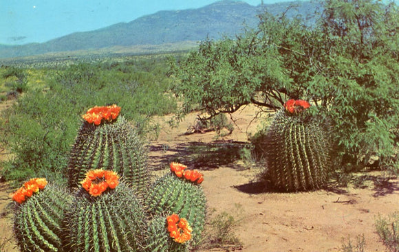 Barrel Cactus on the Desert