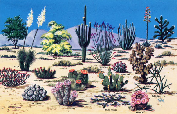 Cacti and Desert Flora of the Great Southwest - Carey's Emporium