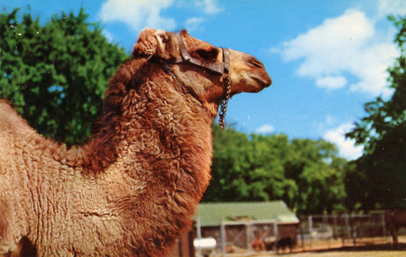 Camel at Vilas Park Zoo, Madison, WI