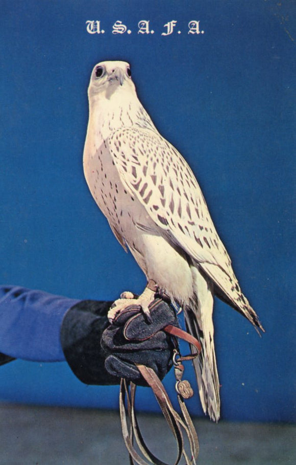 Falcon Prepared for Flight, United States Air Force Academy - Carey's Emporium