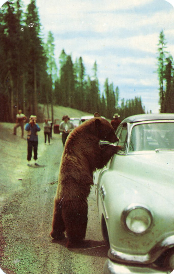 Hold-up Bear at Yellowstone National Park - Carey's Emporium