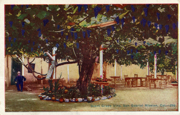 Giant Grape Vine, San Gabriel Mission, CA - Carey's Emporium