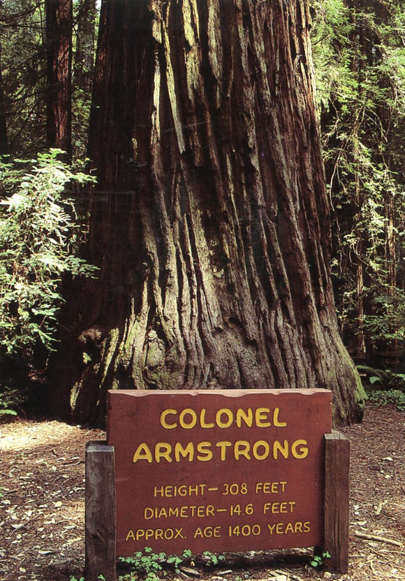 Colonel Armstrong Tree - Carey's Emporium