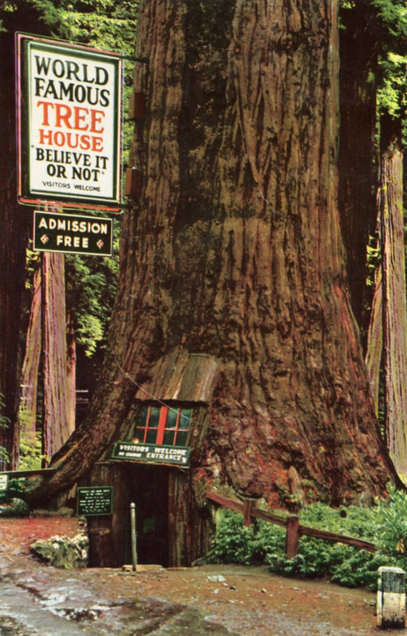 The Tree House, Redwood Highway, CA - Carey's Emporium