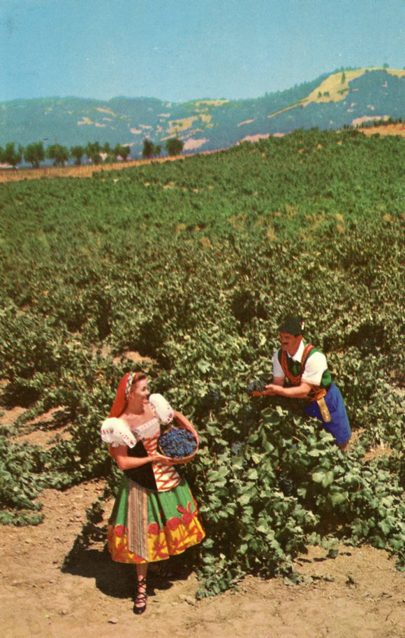 Italian Swiss Colony Vineyard Scene at Asti, Sonoma County, CA - Carey's Emporium