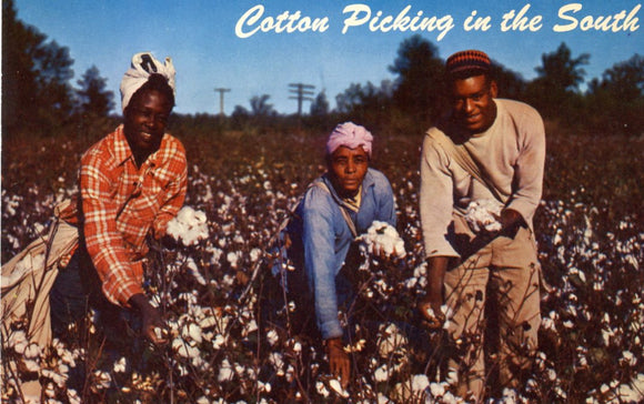 Cotton Picking in the South - Carey's Emporium