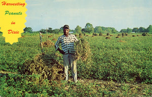 Harvesting Peanuts in Dixie - Carey's Emporium