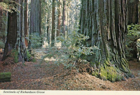 Sentinels of Richardson Grove - Carey's Emporium