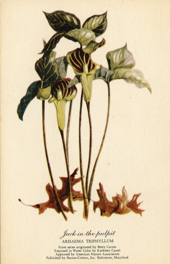 Jack-in-the-Pulpit, Arisaema Triphyllum - Carey's Emporium