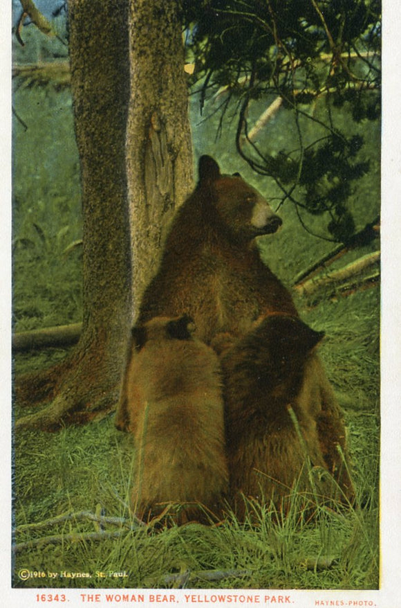 The Woman Bear, Yellowstone Park - Carey's Emporium