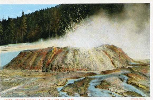 Sponge Geyser, 4 ft., Yellowstone Park - Carey's Emporium
