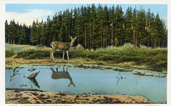 A Park Deer, Yellowstone Park - Carey's Emporium