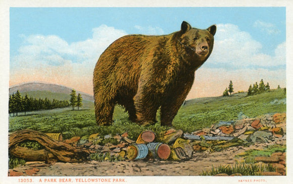 A Park Bear, Yellowstone Park - Carey's Emporium