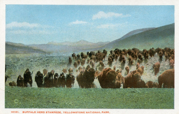 Buffalo Herd Stampede, Yellowstone National Park - Carey's Emporium