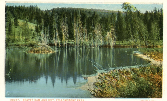 Beaver Dam and Hut, Yellowstone Park - Carey's Emporium