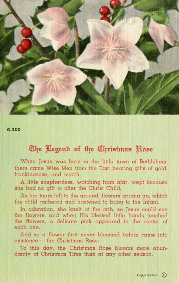 The Legend of the Christmas Rose - Carey's Emporium