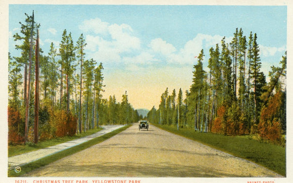 Christmas Tree Park, Yellowstone Park-Carey's Emporium