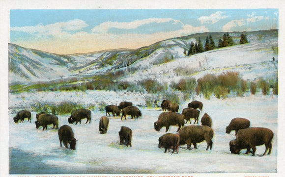 Buffalo Herd Near Mammoth Hot Springs, Yellowstone Park-Carey's Emporium