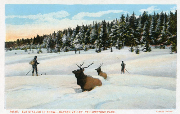 Elk Stalled in Snow, Hayden Valley, Yellowstone Park-Carey's Emporium