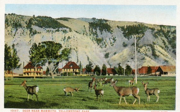 Deer Near Mammoth, Yellowstone Park-Carey's Emporium