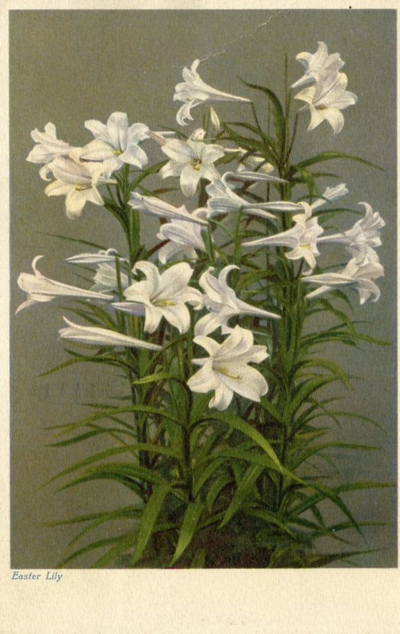 For a Joyous Easter Morn, Say it with Flowers, from Rentschler's, 230 State St., Madison, WI-Carey's Emporium