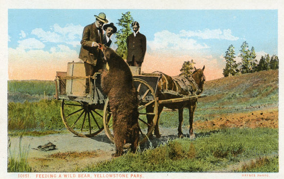 Feeding a Wild Bear, Yellowstone Park-Careys Emporium