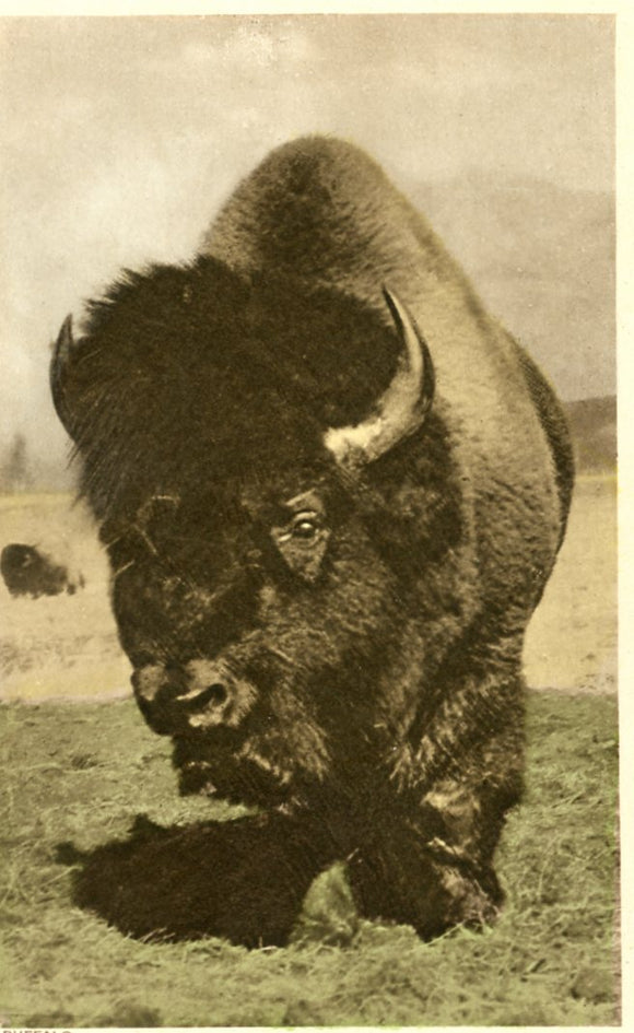 Buffalo-Careys Emporium