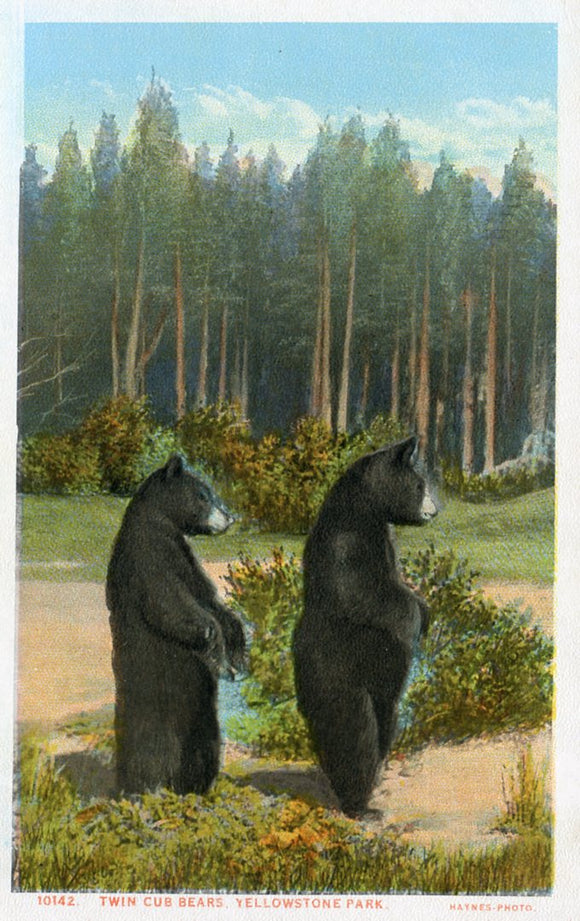 Twin Cub Bears, Yellowstone Park-Careys Emporium