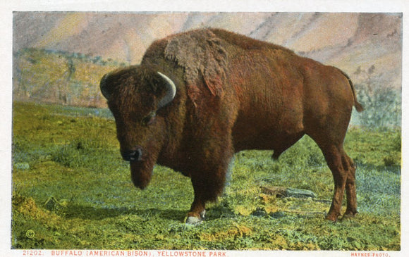 Buffalo (American Bison), Yellowstone Park-Careys Emporium