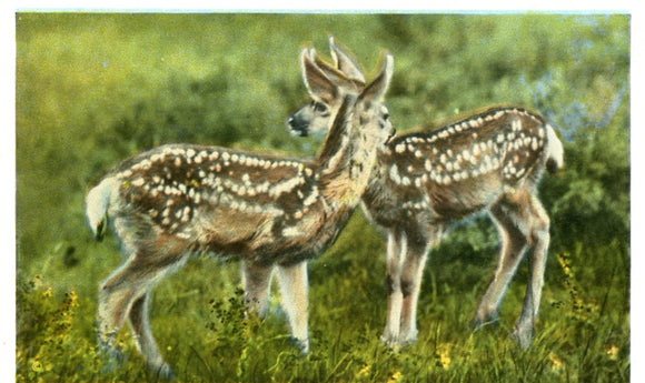 Two Young Deer, Yellowstone Park-Careys Emporium