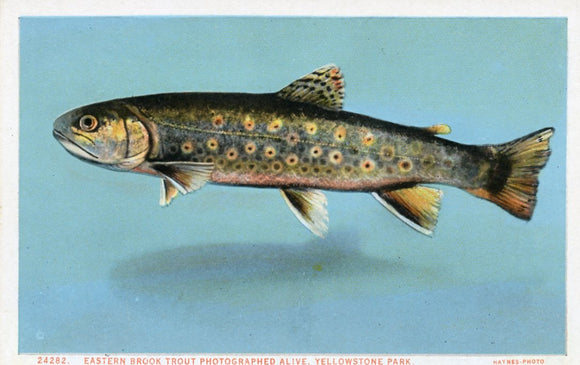 Eastern Brook Trout Photographed Alive, Yellowstone Park-Careys Emporium