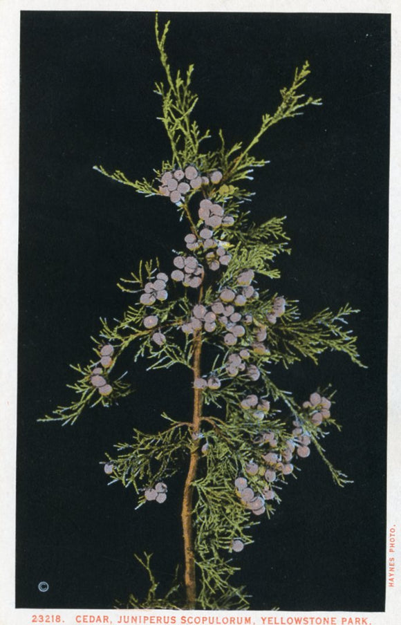 Cedar, Juniperus Scopulorum, Yellowstone Park-Careys Emporium