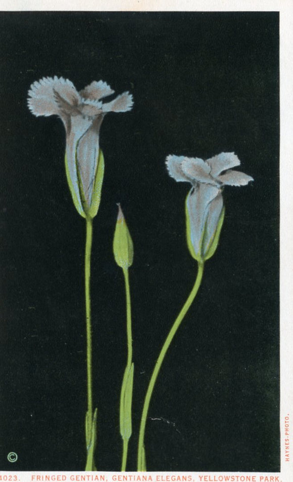 Fringed Gentian, Centiana Elegans, Yellowstone Park-Careys Emporium