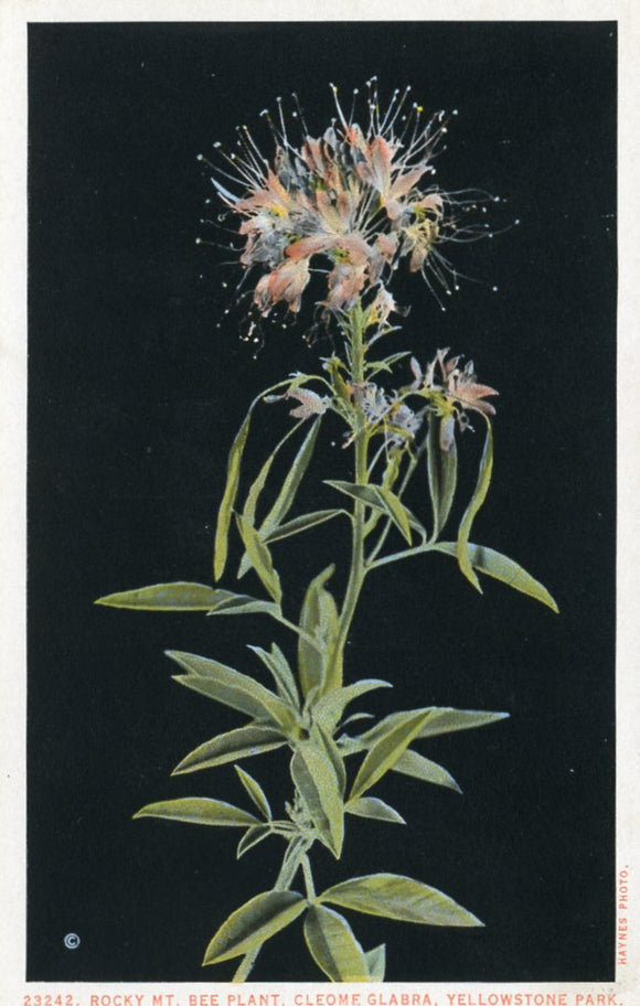 Rocky Mt. Bee Plant, Cleome Glabra, Yellowstone Park-Careys Emporium