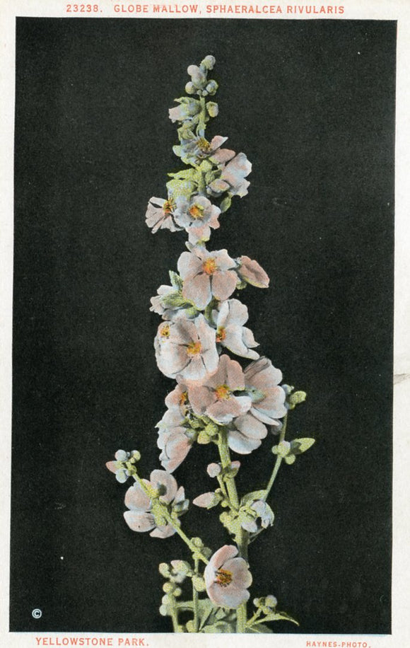 Giobe Mallow, Sphaeralcea Rivularis, Yellowstone Park-Careys Emporium