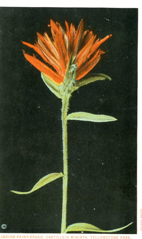 Indian Paint Brush, Castilleja Miniata, Yellowstone Park-Careys Emporium