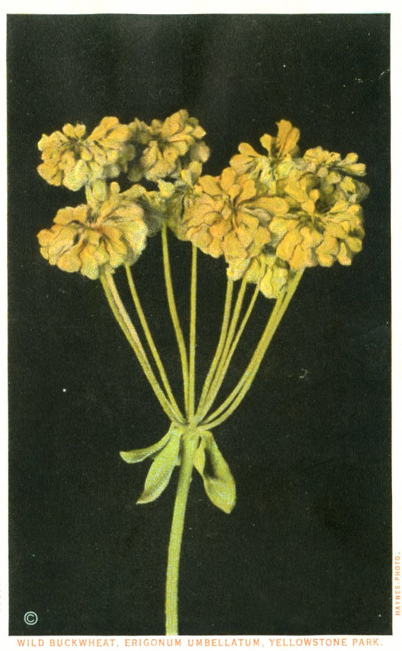 Wild Buckwheat, Erigonum, Umbellatum, Yellowstone Park-Careys Emporium