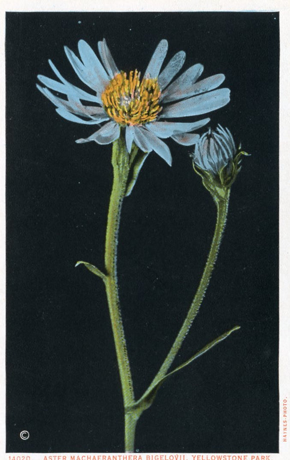 Aster Machaeranthera Bigelovii, Yellowstone Park-Careys Emporium