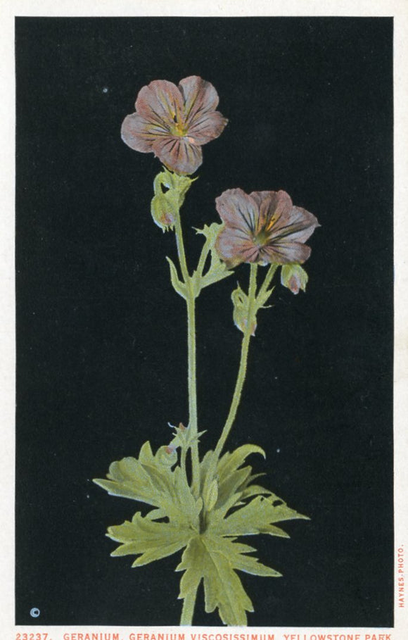 Geranium, Geranium Viscosissimum, Yellowstone Park-Careys Emporium