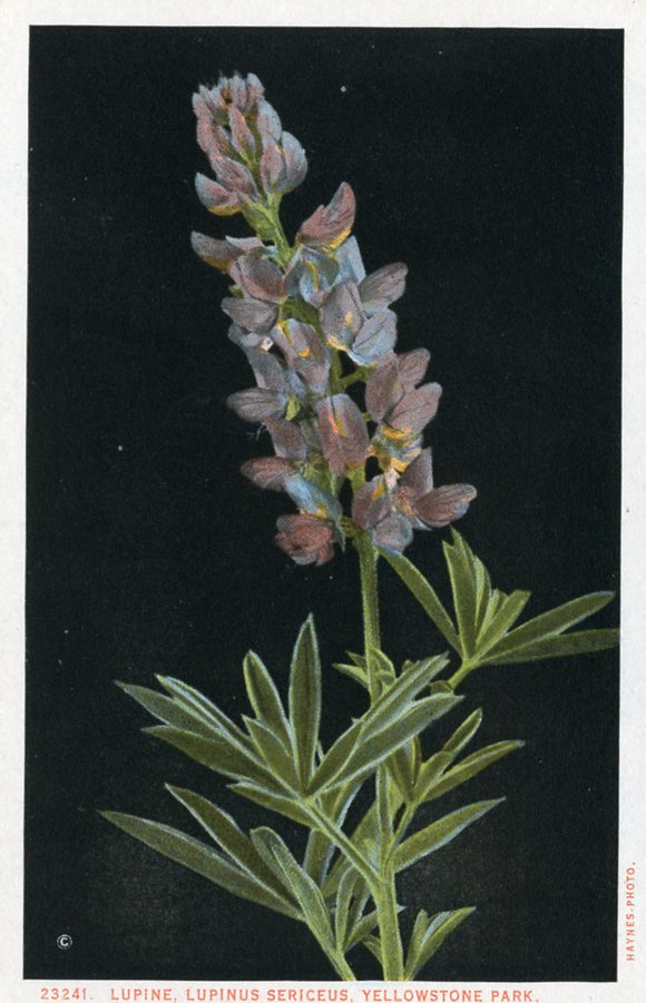 Lupine, Lupinus Sericeus, Yellowstone Park-Careys Emporium
